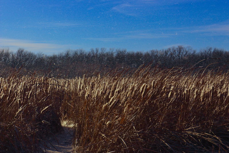 Cattails fuzzing out. The winds made it a fuzz blizzard.